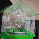 Colivie pentru Papalagi Dayang A401 ( PID-5JEGDIJLO4W ) [photo_00]